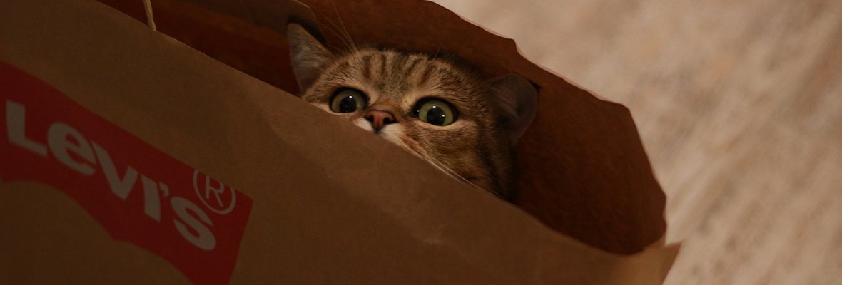 Das Widerrufsrecht bei Mystery-Boxen: Was Verbraucher wissen sollten Katze Paket Augen Mystery