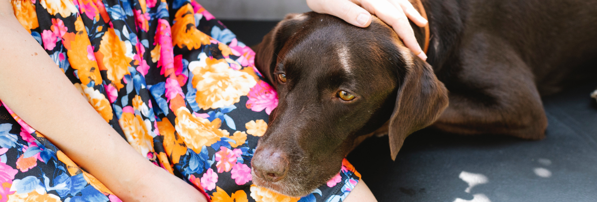 Tierbestattung: Wenn der beste Freund des Menschen stirbt