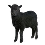 Bezeichnung der Konkurrenz als „schwarze Schafe“