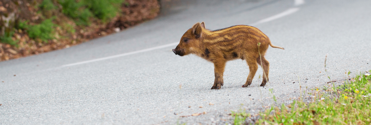 Der Wildunfall: Wenn das Wildschwein vors Auto rennt