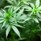 Anforderungen an die Verordnung von Cannabis gemäß § 31 Abs. 6 SGB V