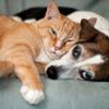 BGH erleichtert Hundehaltung und klärt Kündigung wegen Eigenbedarfs