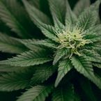 Legalisierung von Cannabis – was Sie jetzt wissen müssen