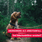 Jägerlatein: Der Stöberhundeführer und die gesetzliche Unfallversicherung
