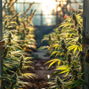 UPDATE: Privater Cannabisanbau in Deutschland: Rechtliche Rahmenbedingungen gemäß Konsumcannabisgesetz (KCanG)