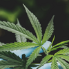 Cannabis-Legalisierung: Was wird erlaubt? Was bleibt strafbar?