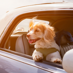 Anschnallpflicht für Hunde: Vorsicht beim Haustier-Transport 