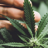Cannabis Legalisierung 