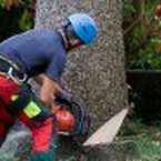Rückschnitt trotz kommunaler Baumschutzsatzung