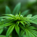 Erlaubnis für eine Anbauvereinigung nach dem Cannabisgesetz