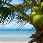 Herabfallende Kokosnüsse sind kein Reisemangel