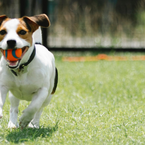 Hundespielplatz: Müssen Anwohner den Lärm hinnehmen?