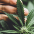 Cannabis Legalisierung 