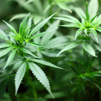 Cannabis Social Clubs: Wissenswertes für die Gründung einer Anbauvereinigung