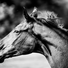 Neues Kaufrecht: Auswirkungen auf den Pferdekauf Teil 2