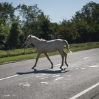 Das Pferd im Straßenverkehr