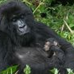 Gorillas in Not – Erdölförderung bedroht Naturschutzpark
