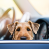 Lebensgefährliche Hitze im Auto: Scheibe einschlagen, wenn darin Kind oder Hund sitzt?