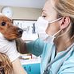 Tierhalterhaftung gilt auch beim Tierarzt