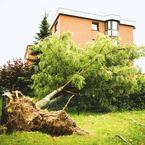 Baum fällt sechs Tage nach Sturm um – Gebäudeversicherung muss zahlen