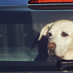 Hund im überhitzten Fahrzeug - was tun?