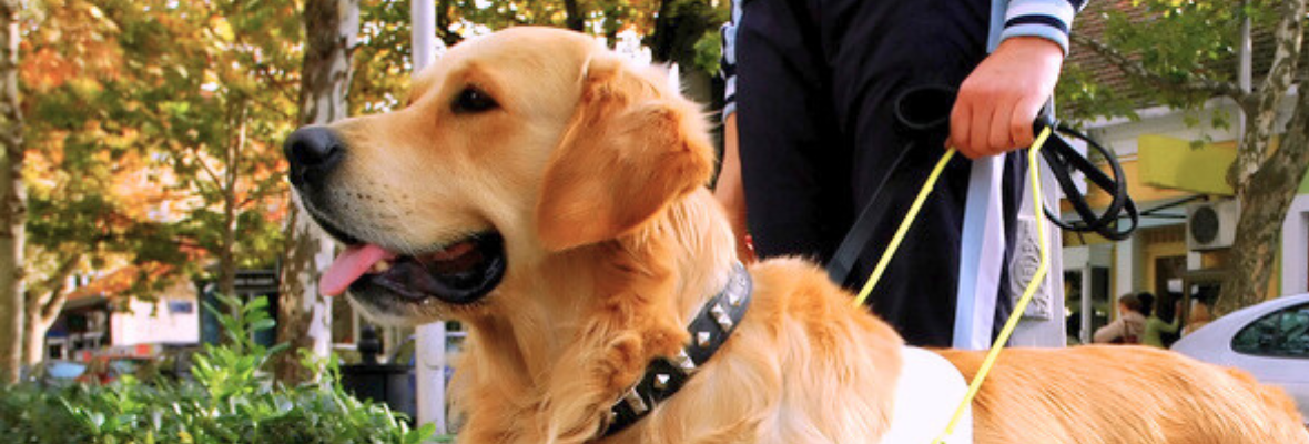 Blindenhund: Wann haben Sie Anspruch auf tierische Hilfe?