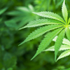 Eigenanbau von Cannabis zu Therapiezwecken im Einzelfall erlaubt