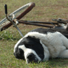 Hund rennt in Fahrrad – Mithaftung des Radlers?