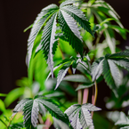 Privater Eigenanbau nach dem neuen Cannabisgesetz (CanG)