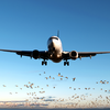 EuGH: Entschädigung auch bei Flugverspätung wegen Vogelschlag möglich