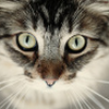 Tierrecht: Urteile für die Katz – und ihren Dosenöffner