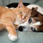 BGH erleichtert Hundehaltung und klärt Kündigung wegen Eigenbedarfs