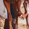 Mängel beim Pferdekauf: Wer trägt die Verantwortung?