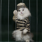 Tiere vor Gericht – wichtige Urteile zu Hund, Katze & Co