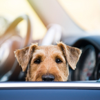 Tierische Beifahrer – so transportieren Sie Ihren Vierbeiner sicher im Auto