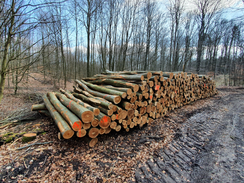 Stapel für Holzverbrennung gerodeter Bäume in Schleswig-Holstein