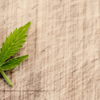 Cannabis auf Rezept & Führerschein – ist die MPU Pflicht?