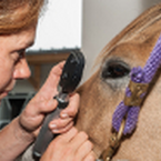 Pferd tot – Tierärzte haften für ihre Fehler wie andere Ärzte auch